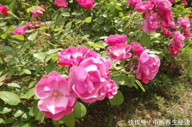 家养树状月季花生长,离不开这“3点”,做好它,月月有花赏!