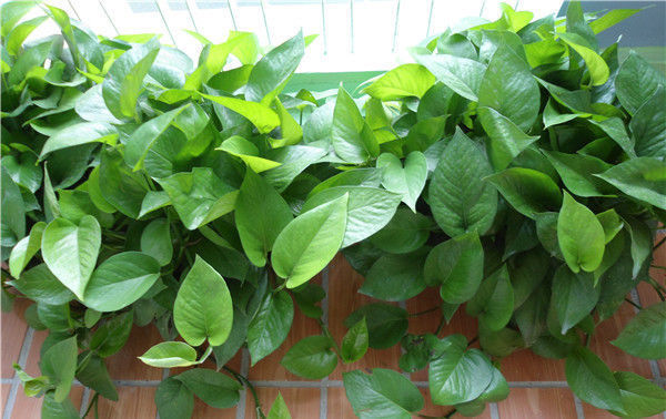 家里养4种“观叶花”,浇水越“勤”,长得“越漂亮”,你养了吗