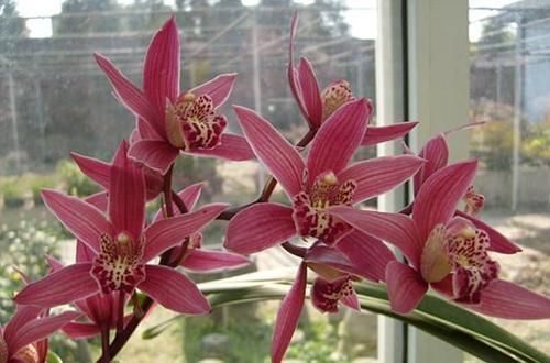 获得4次金奖的兰花,开花后美艳动人,气味芳香,新老兰友都能养