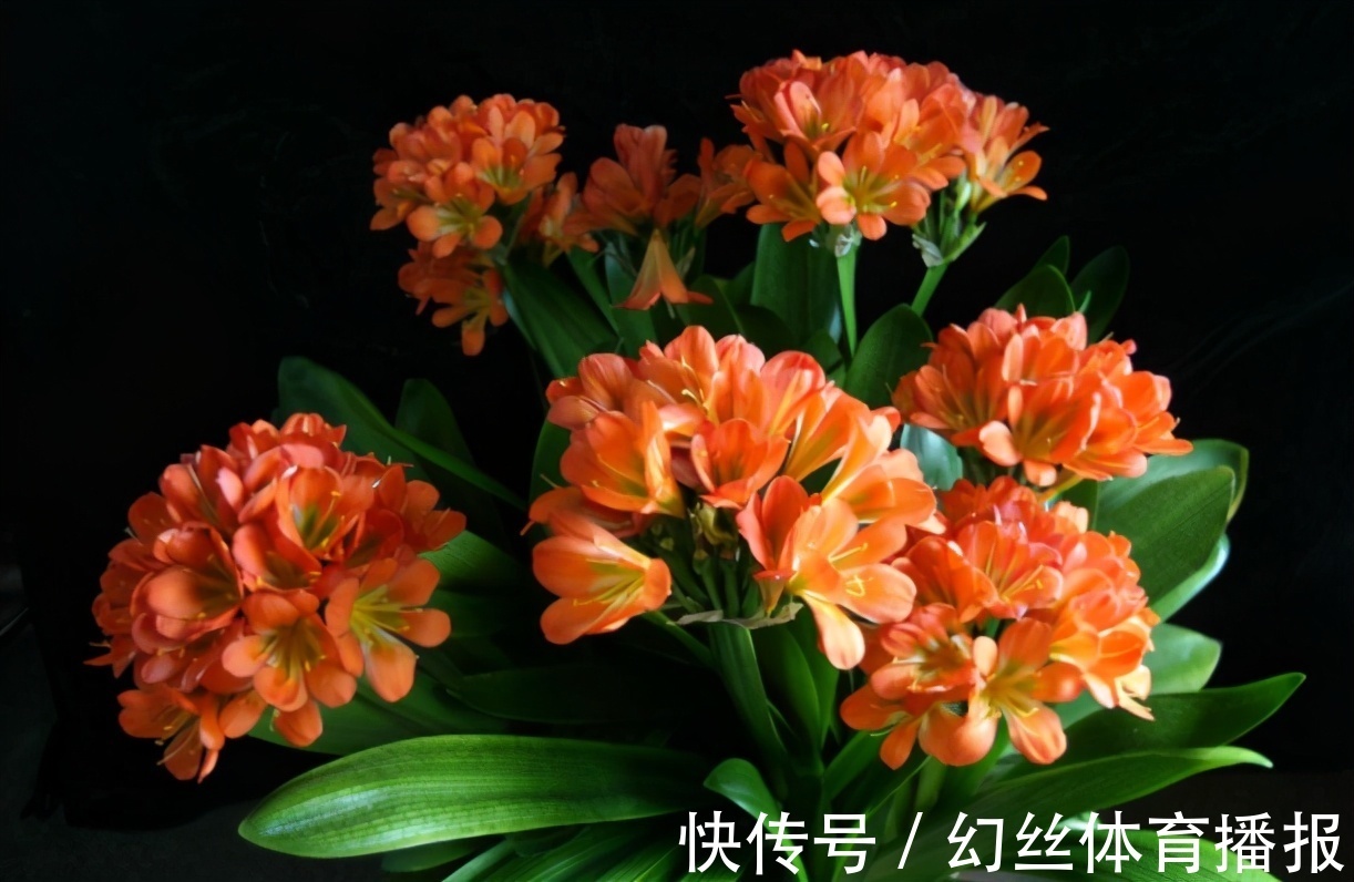 养花|无论你多喜欢养花,都不要碰“3种花”,这都是养花高手被坑过的