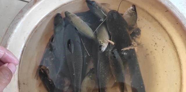 前天爆护连竿的地方,隔天垂钓却不见一口!幸亏遇到老者道出缘由