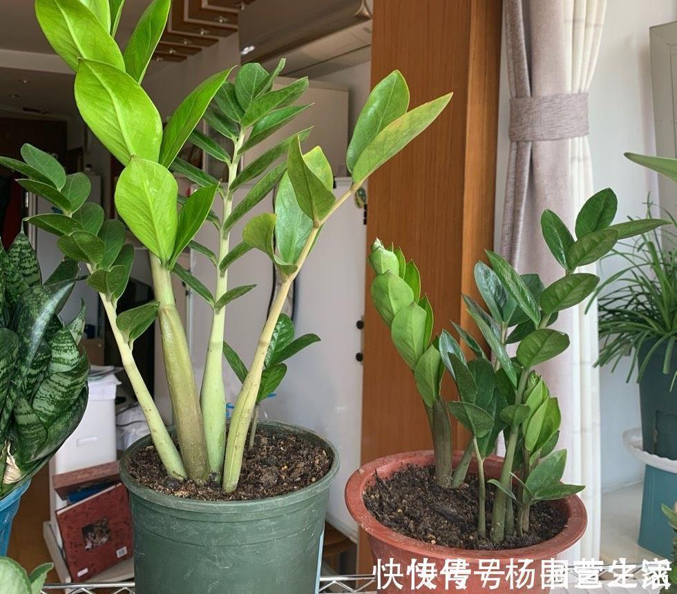 根系|金钱树“很特殊”，土豆茎上挤满芽，懒人才能养好它