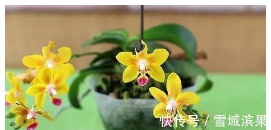 桃花|两周后，爱意无限，桃花重开，破镜重圆，爱已断绝，彼此靠得更近