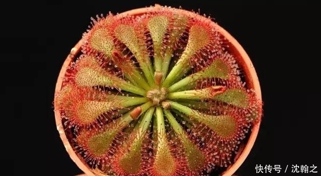 遇见|山里一种个头很小的野生物,不论谁遇见,都别破坏它,有价值