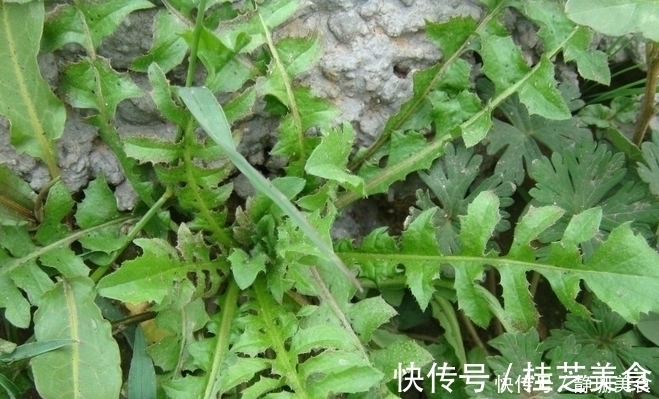 荠菜|被人称为“万寿菜”,以前知道的人很少,现在很多人都会吃!