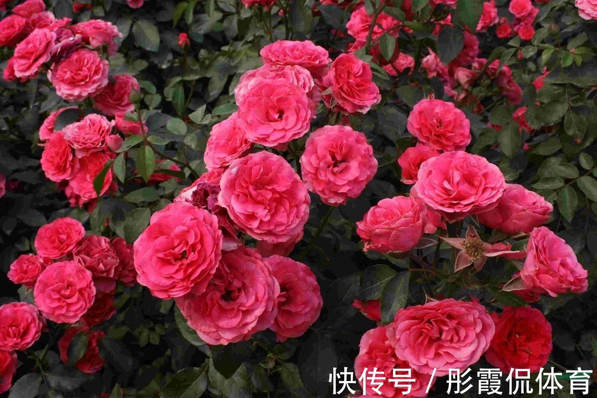 此花世界上种类近万种,被誉为华中皇后,为中国十大传统名花之一