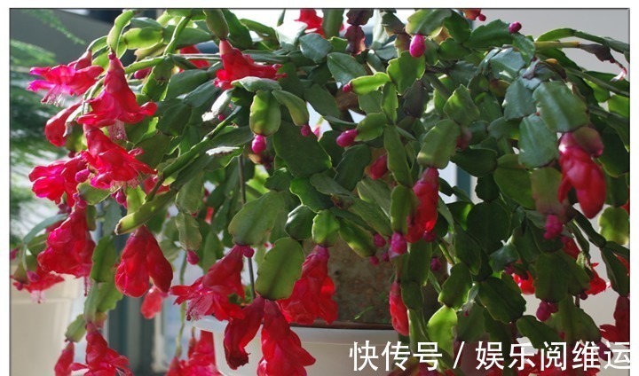 鸡蛋壳|蟹爪兰长势缓慢,一定要喂点它,半个月就能长成小瀑布