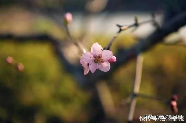 美成仙境!巴中通江“春天的颜色”来了