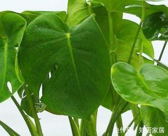 家里光线差不适合养花?这三种越是阴凉,越能轻松长不停