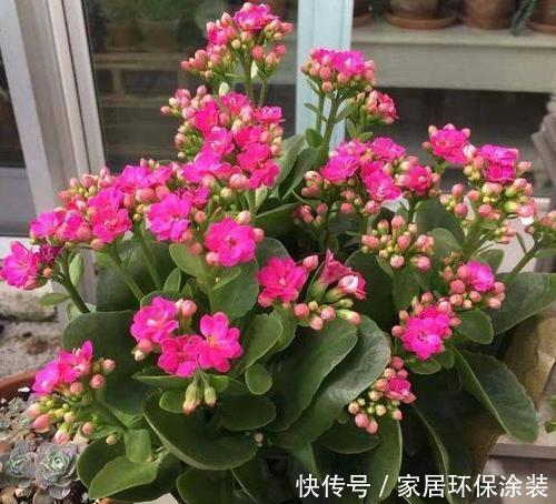 1月长寿花开败后,2件事要做好,否则很难再次开花!