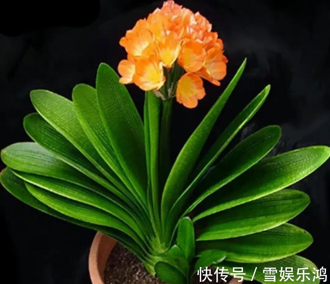 4种“吉利花”,被水浇死了不要扔,简单处理又能长满盆