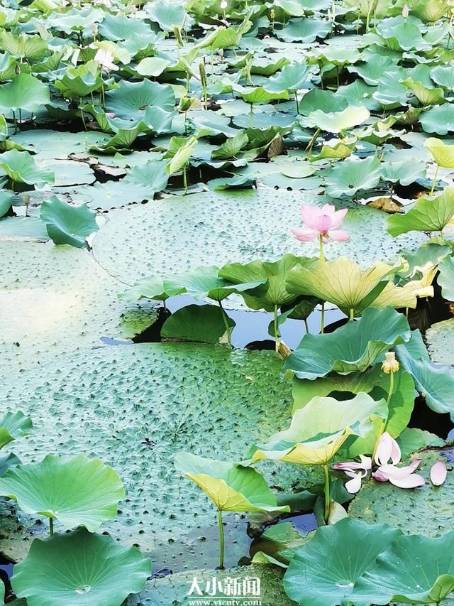 肾形|探花记｜荷塘里生出一株“芡”