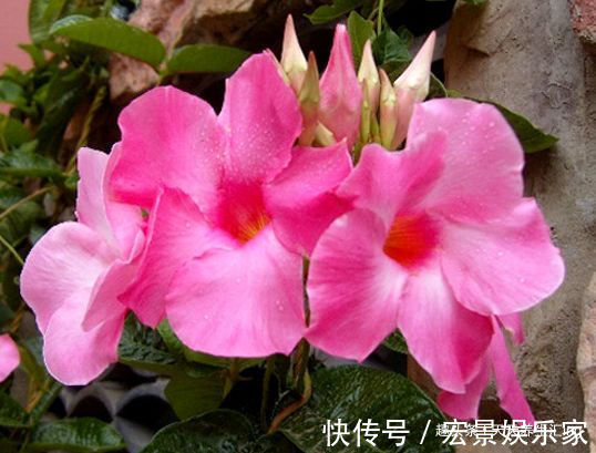 “高端玫瑰”永远的莫斯科,色泽鲜艳,艳压群芳,喜欢玫瑰就试试