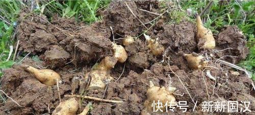 韩大爷|埋了就能活,亩产5千斤,价格也不错,却没几人愿意种