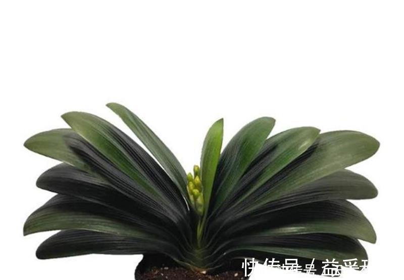 浇水|养君子兰和兰花三个错误不能犯，要了解清楚，不然长不好