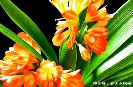 家养君子兰叶子总发黄这3个细节要做好，叶嫩花艳长势旺