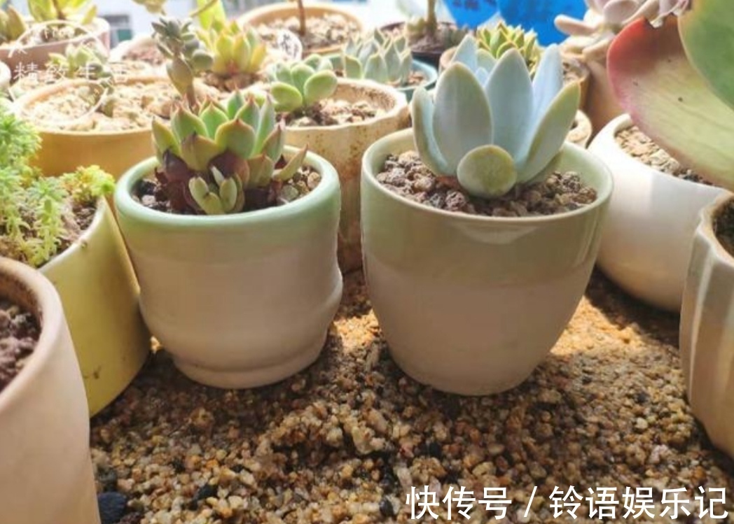 夏天到了,养多肉别犯“3种错误”,否则最后只剩空花盆