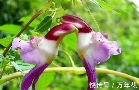 世上最奇异的“5种花”,1个比1个奇葩,太难得一见,第3个正盛开
