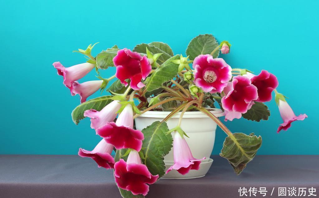 4种花越看越喜欢，比切花玫瑰还美，开花勤快