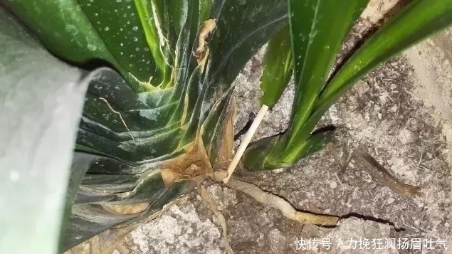 君子兰盆里长出小芽,我掰下来插土里,1年半后竟然开花了!