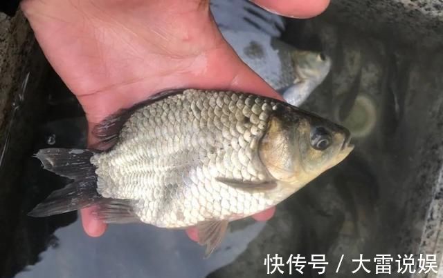 专家|专家一天钓上千斤鱼很正常;钓鱼人你钓给我看看