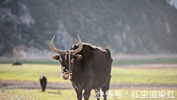 办事|属牛人,对朋友只求精不求多,办事有效率!