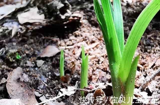 兰花喜酸还是喜碱？很多兰友虽明白，却都做错了