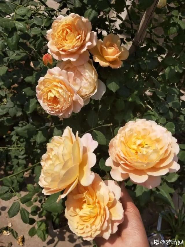 9种花真是老酒鬼，5天一小杯，叶子绿得像打蜡