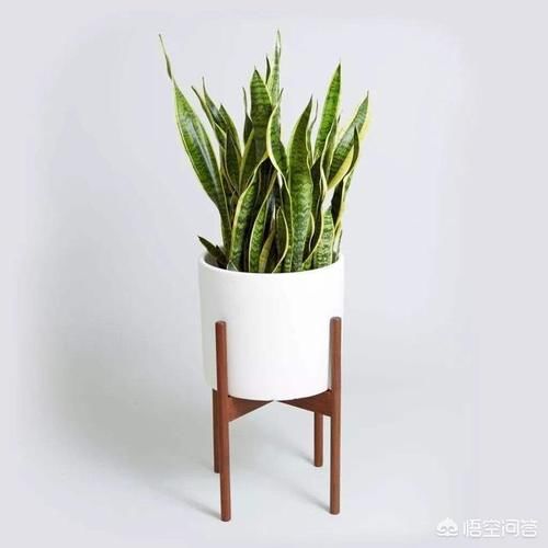 虎皮兰养植用多大、多深的盆？