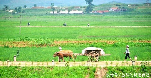 有钱人|朝鲜有钱人最喜欢吃的东西, 中国普通百姓经常吃!