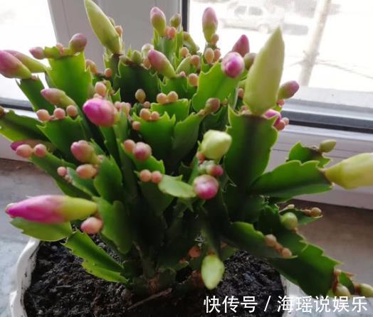 花芽|养蟹爪兰不开花往花盆里撒“2种废渣”，花芽长出来，开出花！