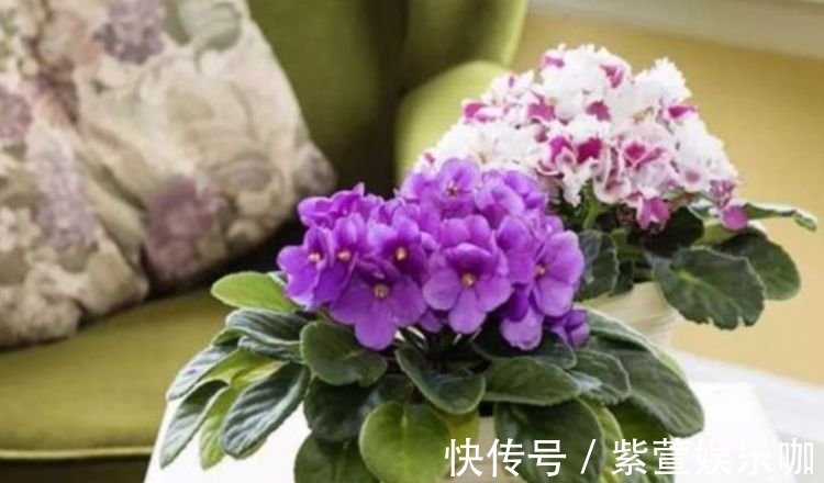 聪明人都养3种花，不用操啥心，呼呼开花，越冷开得越灿烂！