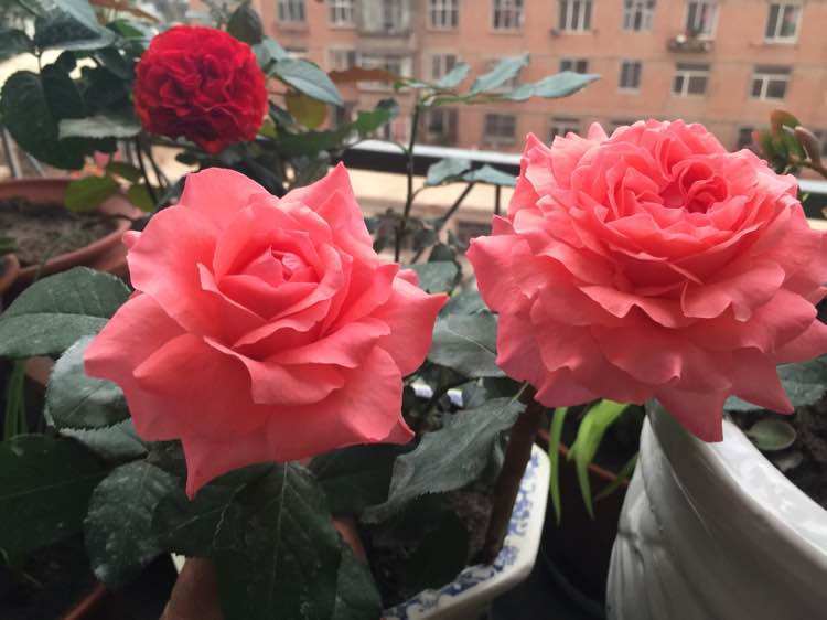 漂亮不输牡丹，魅力不逊玫瑰，阳台族的最爱