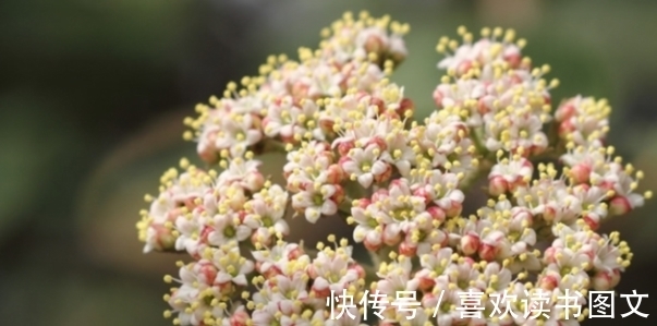 多养不厌,日子还旺的“吉利花”,妈说除夕后多养,寓意五福临门