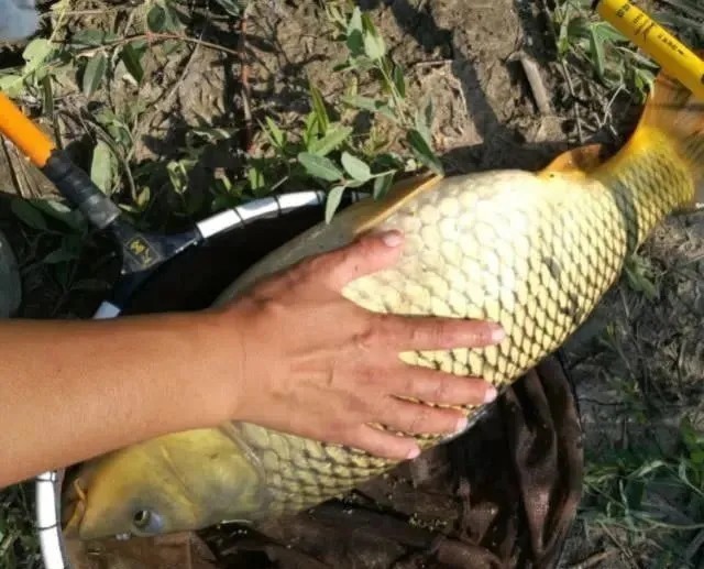 饵料|大鱼不爱靠边所以难钓?其实大鱼常进窝找吃的,只是被你错过了