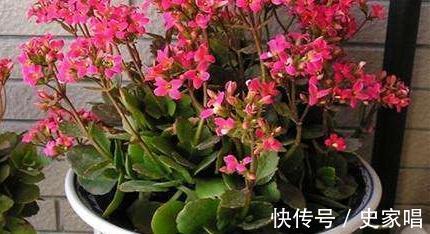 植物孕蕾期时，盆里加一把自制营养肥，开花多花色艳