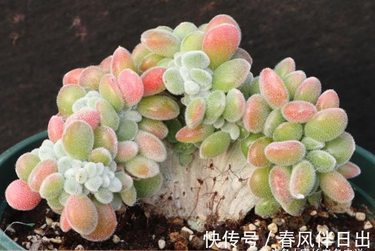 养护|它被称为白锦晃星,叶片毛茸茸胖乎乎的很可爱,冬天还会变成彩色