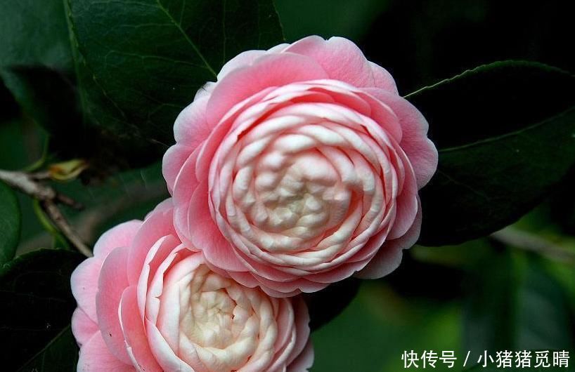 月季|这4种花就是要夏天扦插,生根快,不黑杆