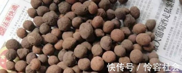 盆里扔2样东西,养花10年不烂根,叶子油光瓦亮,花苞挂满枝头