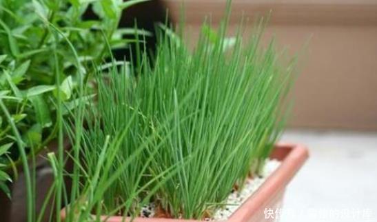 吃剩|还在花钱买绿植?5种吃剩的蔬菜,给点水就能长成盆栽