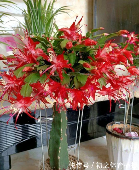 蟹爪兰装葱死活不开花,3个窍门,一次性解决,嗖嗖就花满枝
