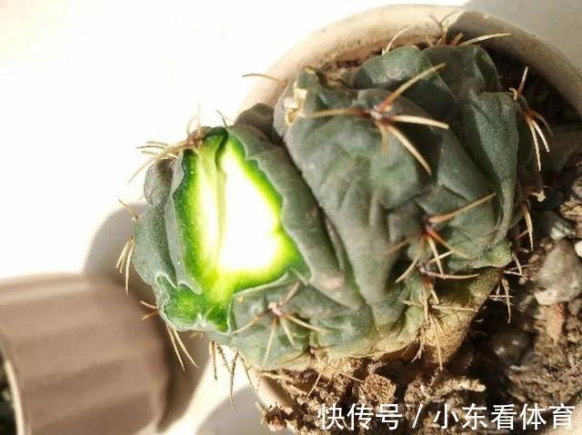 叶子|10种花要控水,天热反而不能浇,一浇水就死