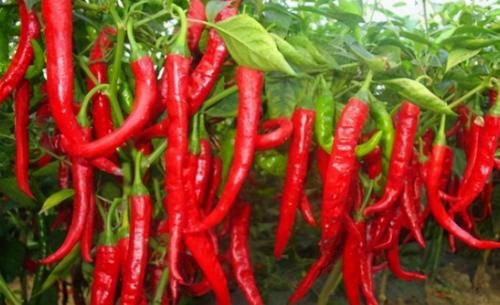 每天堅持吃3種食物，排毒養顏、滋潤身體，好處多多！