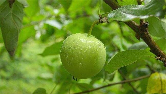 维生素e|想长寿先养肝,多吃四种食物,养肝护肝,滋补身体,脸色更红润