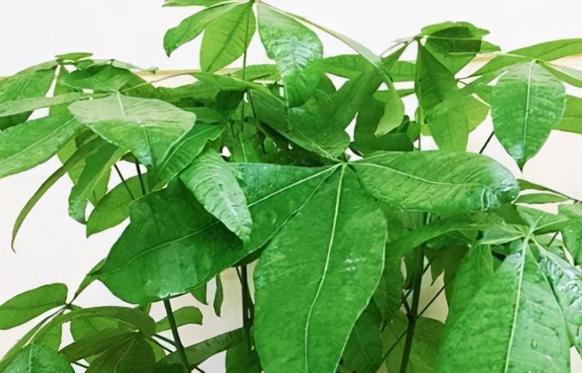 客厅|4种树,有钱人都会搬到客厅养,身体更好更招财