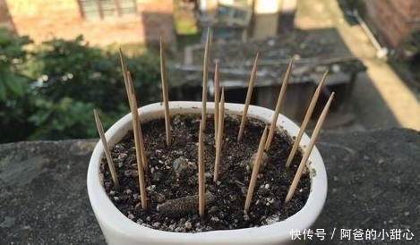 全家|婆婆给盆栽插上一根牙签,没过多久盆栽成这样,全家人高兴坏了