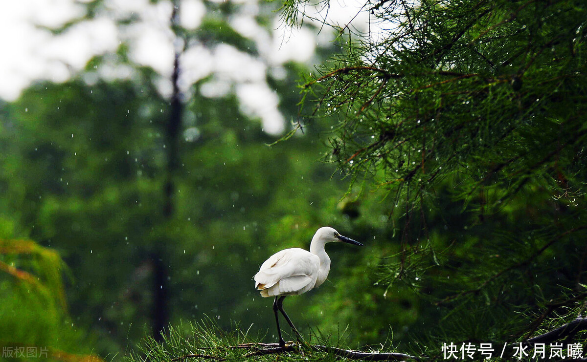  丹青|流年为笔，相思为笺，丹青水墨间，许你一场花开无言