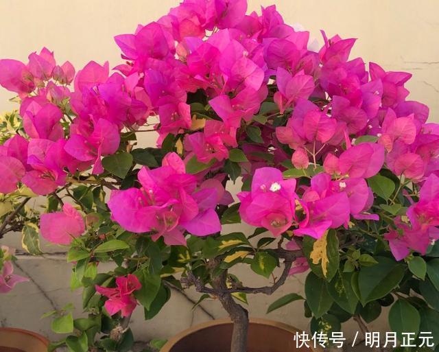 修剪|三角梅迟迟不开花,4个方法催花,2个月后就开花,又多又鲜艳