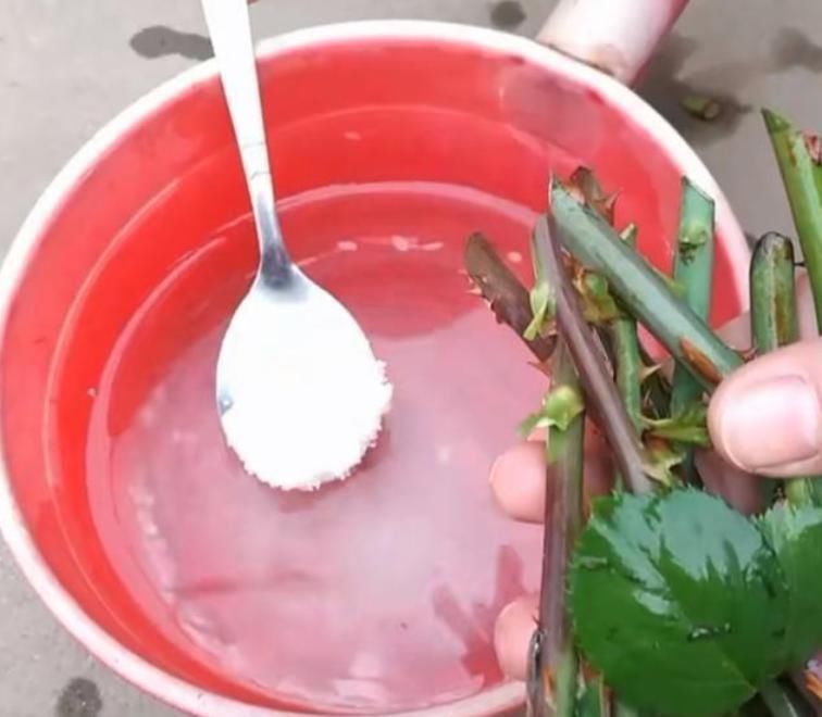 富贵竹|生根水不用花钱买？水里丢点它，生根快又多，才买的好用