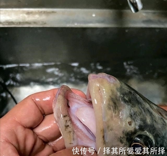 仙居|新鱼种?浙江男子钓起一条没见过的大鱼,像是变异的鳜鱼